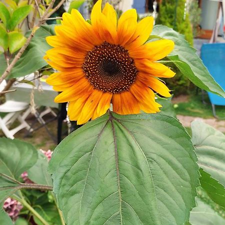 Un Deux Pieces Et Un Jardin A Villejuif Kültér fotó