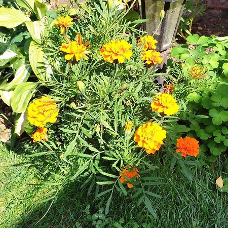 Un Deux Pieces Et Un Jardin A Villejuif Kültér fotó