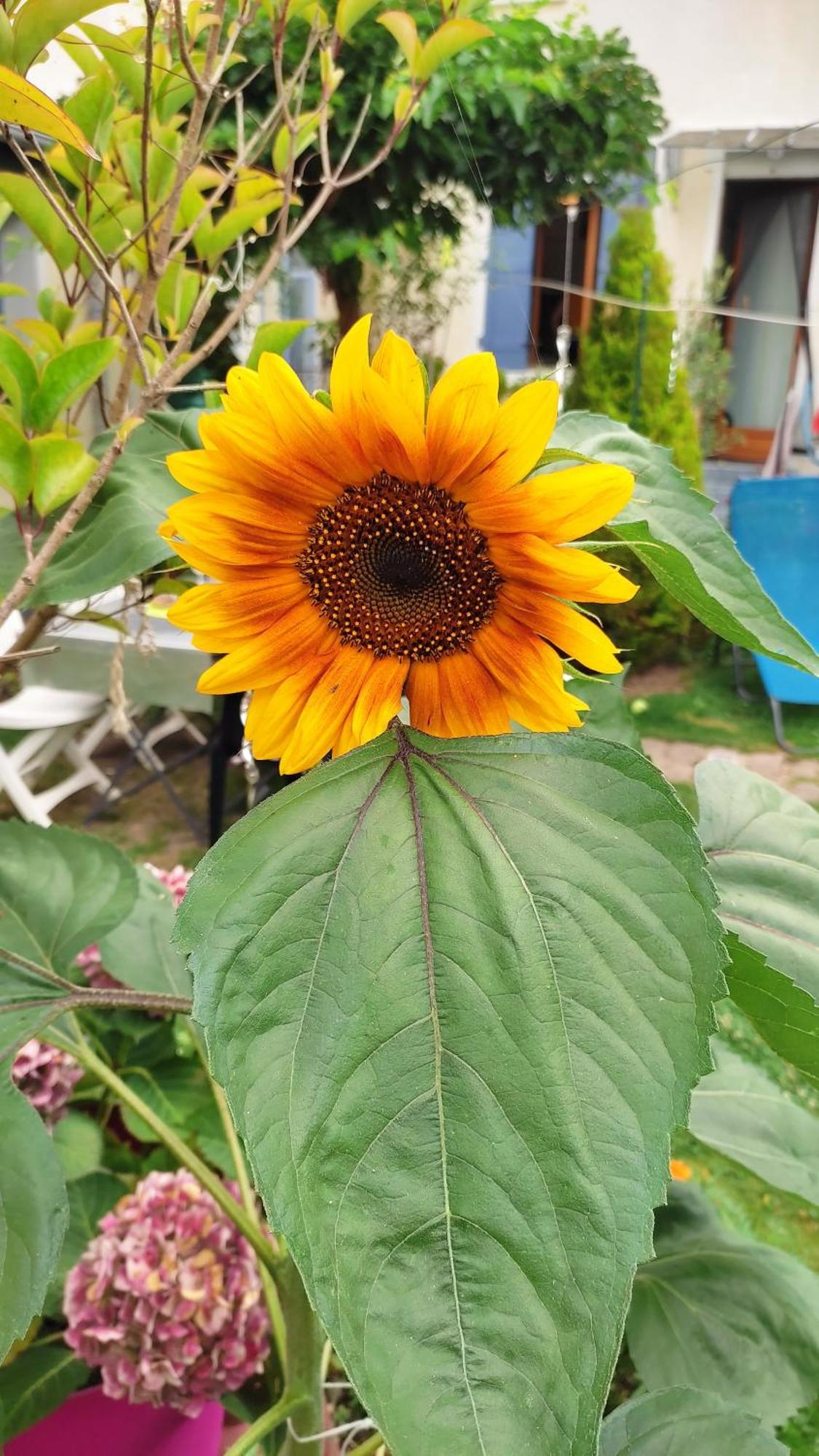 Un Deux Pieces Et Un Jardin A Villejuif Kültér fotó